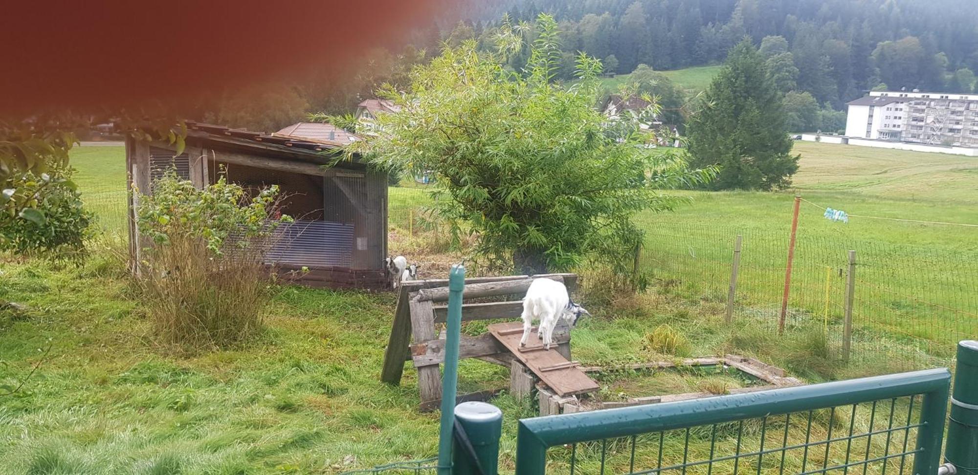 Ferienhof Ziegler- Sonnenschein Baiersbronn Exterior foto